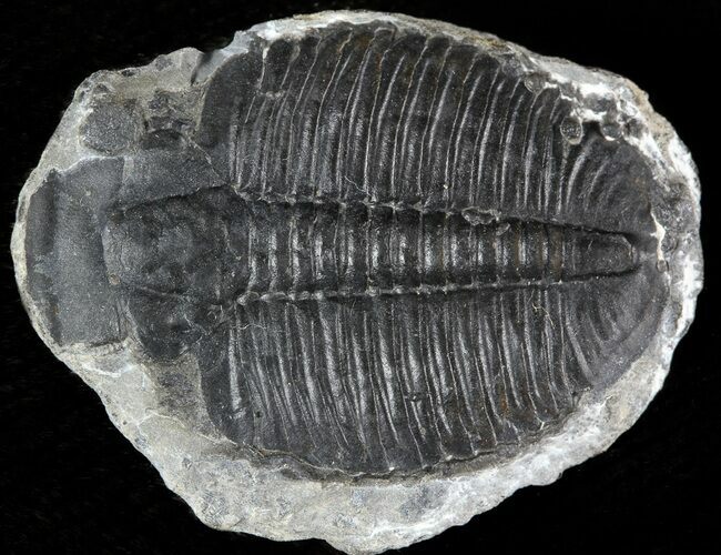 Elrathia Trilobite (Molt) - Wheeler Shale, Utah #46030